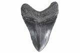 Fossil Megalodon Tooth - South Carolina #358976-1